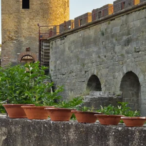 Cellier d'Orfée - AOC Corbières